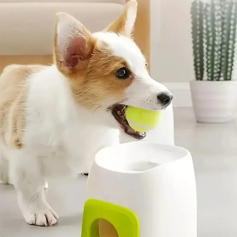 Haustier Spielzeug Tennis Launcher Hund Automatische Spielzeug Belohnung Maschine - AnavaShop